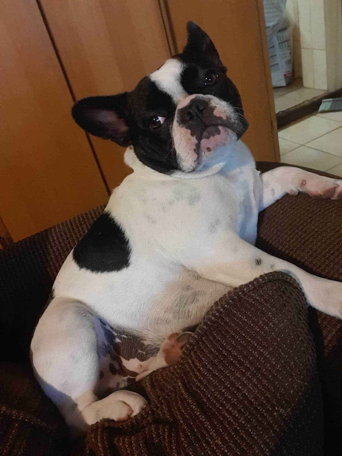 daisy