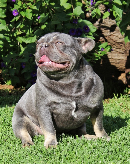 rocco